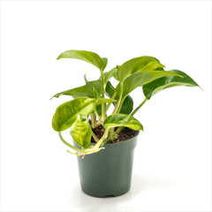 Pothos ‘Global Green’