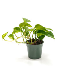 Pothos ‘Global Green’