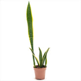 Sansevieria Laurentii 'Snake Plant'