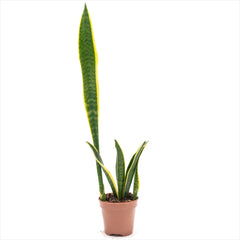 Sansevieria Laurentii 'Snake Plant'