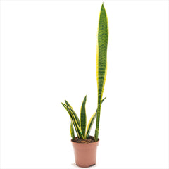 Sansevieria Laurentii 'Snake Plant'