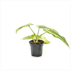 Schismatoglottis ‘Drop Tongue Plant’