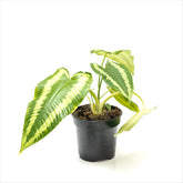 Schismatoglottis ‘Drop Tongue Plant’