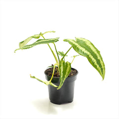 Schismatoglottis ‘Drop Tongue Plant’