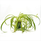Spider Plant Assorted