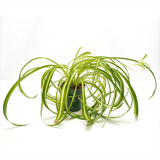 Spider Plant Assorted