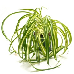 Spider Plant Assorted