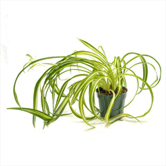 Spider Plant Assorted