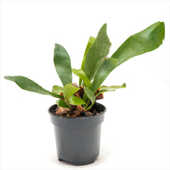 Staghorn Fern