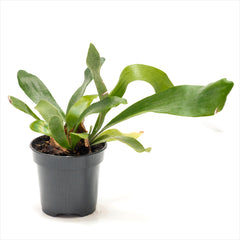 Staghorn Fern