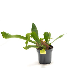 Staghorn Fern