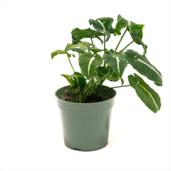 Syngonium 'Black Velvet'