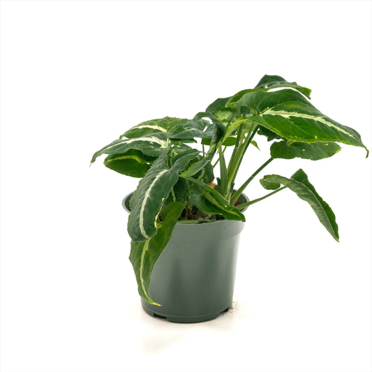 Syngonium 'Black Velvet'