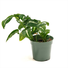 Syngonium 'Black Velvet'