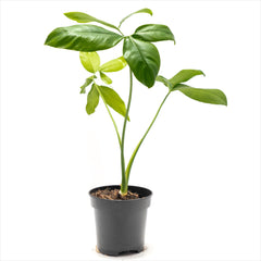 Philodendron goeldii