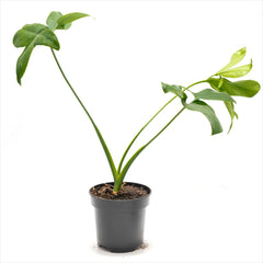 Philodendron goeldii