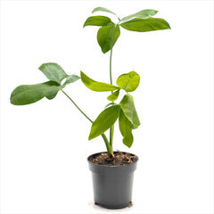 Philodendron goeldii