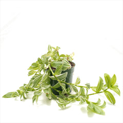 Tradescantia Green