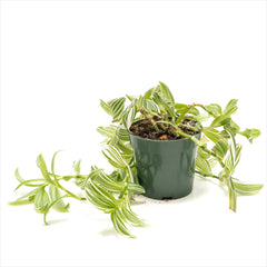 Tradescantia Green