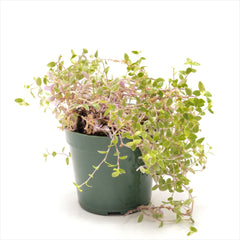 Tradescantia ‘Pink Panther’