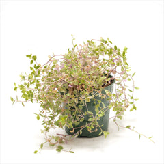 Tradescantia ‘Pink Panther’