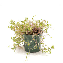 Tradescantia ‘Pink Panther’