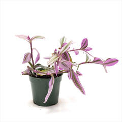 Tradescantia 'Nanouk'