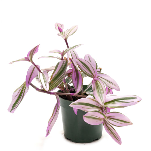 Tradescantia 'Nanouk'