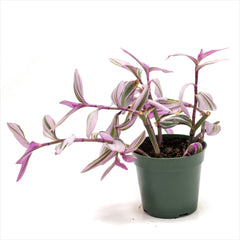 Tradescantia 'Nanouk'