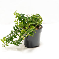 Lipstick Vine 'Twisted'