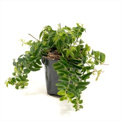 Lipstick Vine 'Twisted'