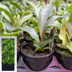 45 Plants for TevaWall™