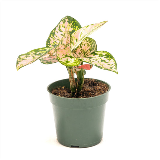 Aglaonema ‘Beauty’