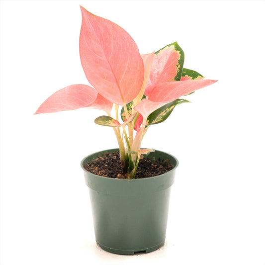 Aglaonema ‘China red’