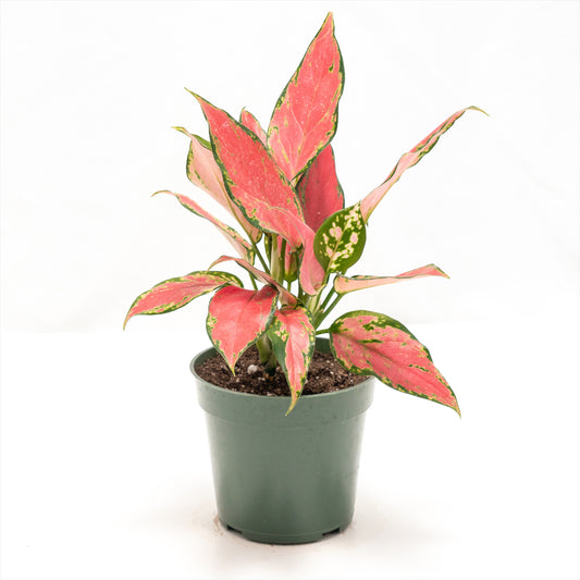 Aglaonema ‘Geely Red’