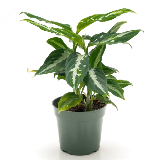 Aglaonema pictum 'Tricolor’