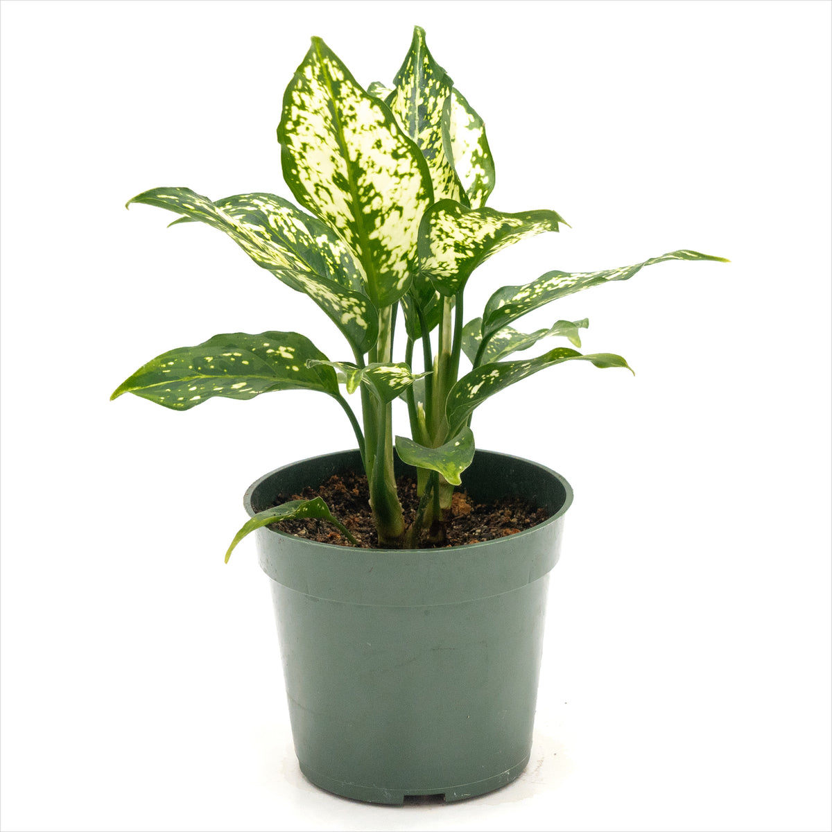 Aglaonema ‘Snowflake’