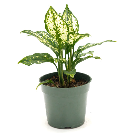 Aglaonema ‘Snowflake’