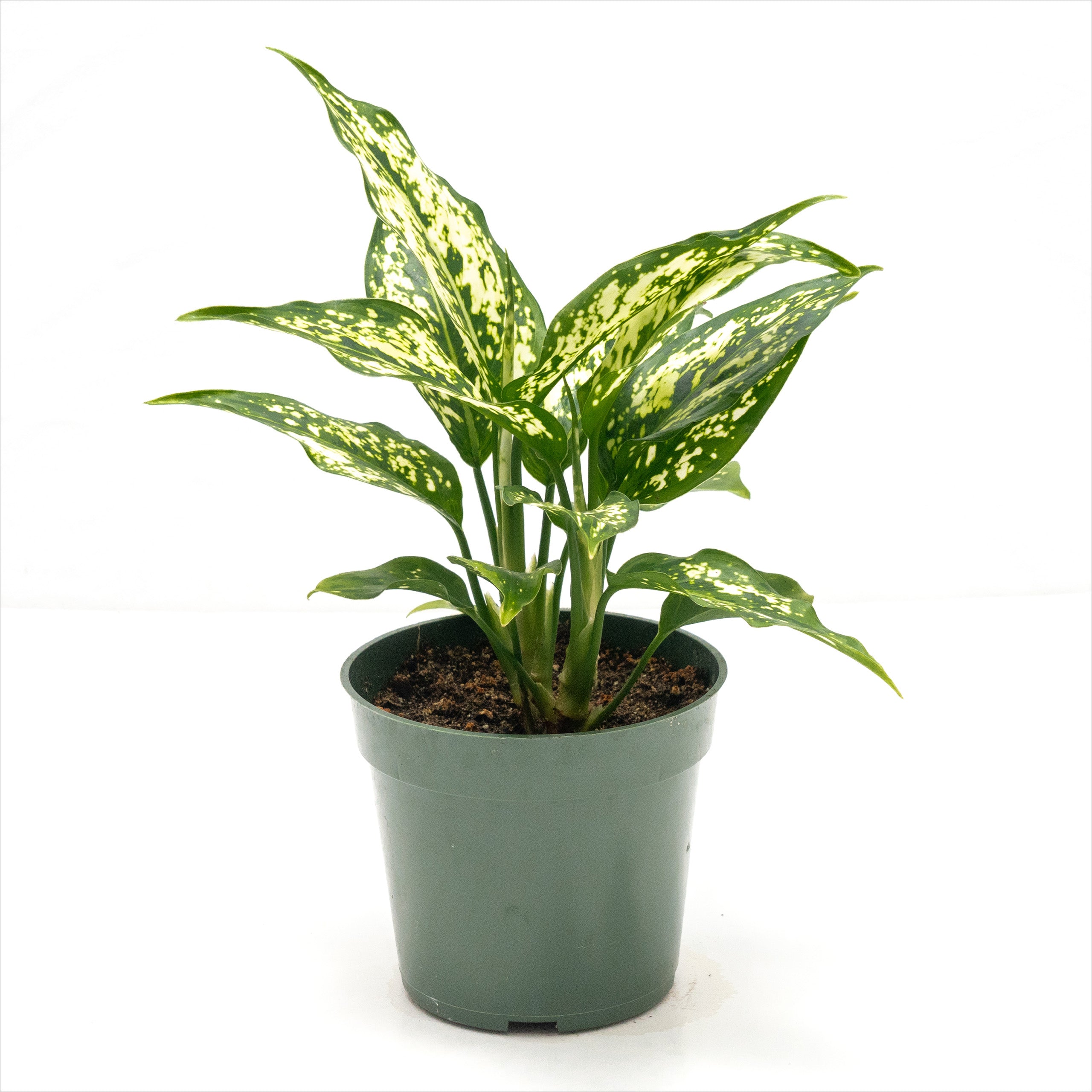 Aglaonema ‘Snowflake’