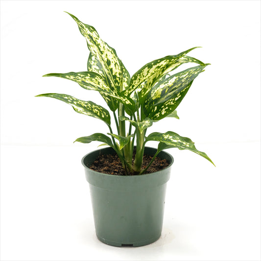 Aglaonema ‘Snowflake’