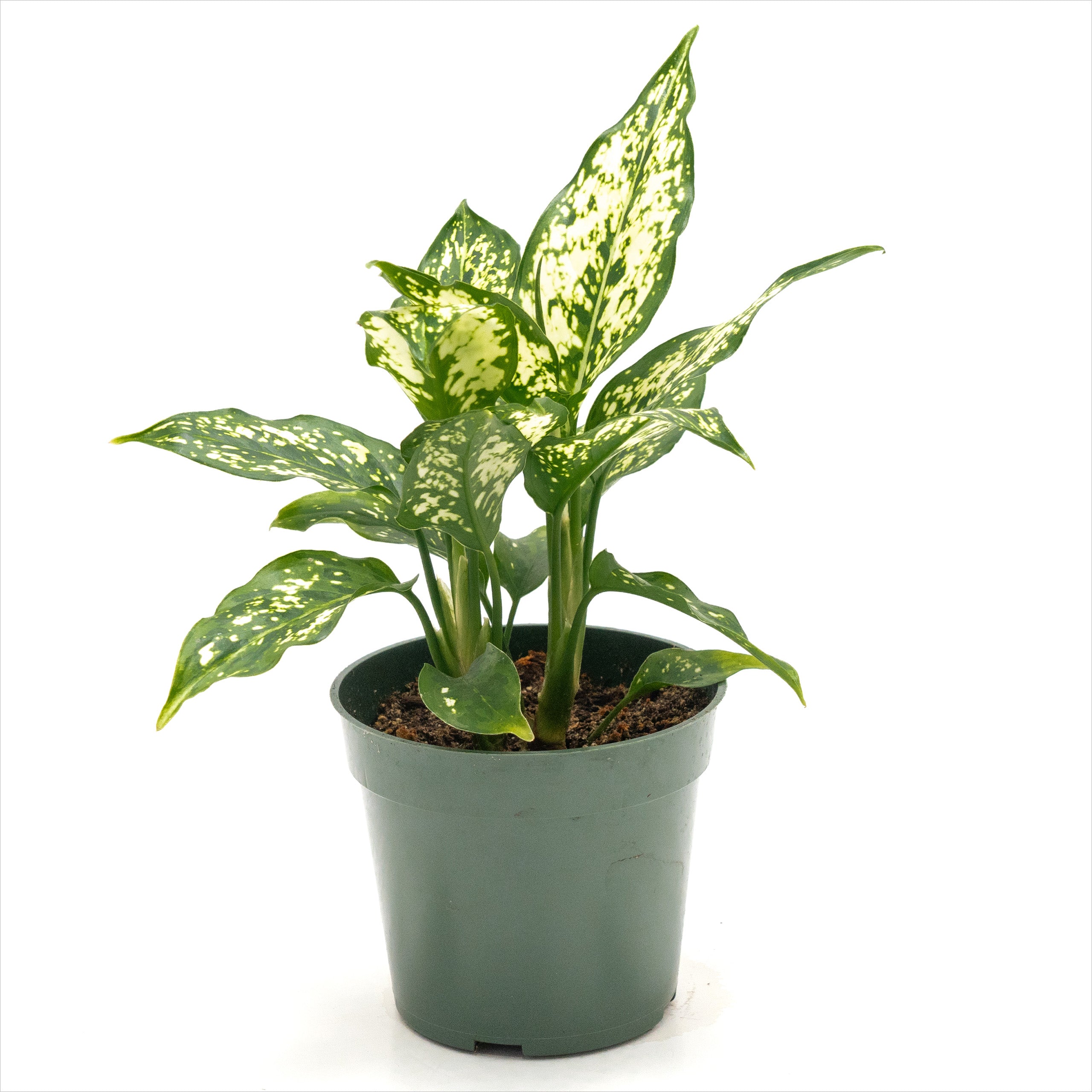 Aglaonema ‘Snowflake’