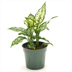 Aglaonema ‘Snowflake’