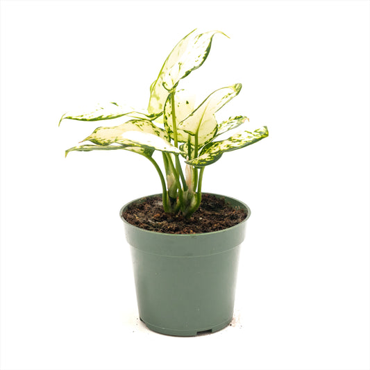 Aglaonema ‘White Valentine’