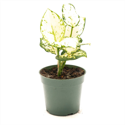 Aglaonema ‘White Valentine’