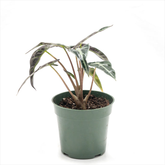 Alocasia amazonica ‘Bambino’