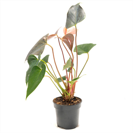 Anthurium