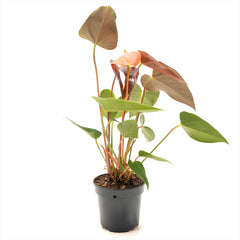 Anthurium
