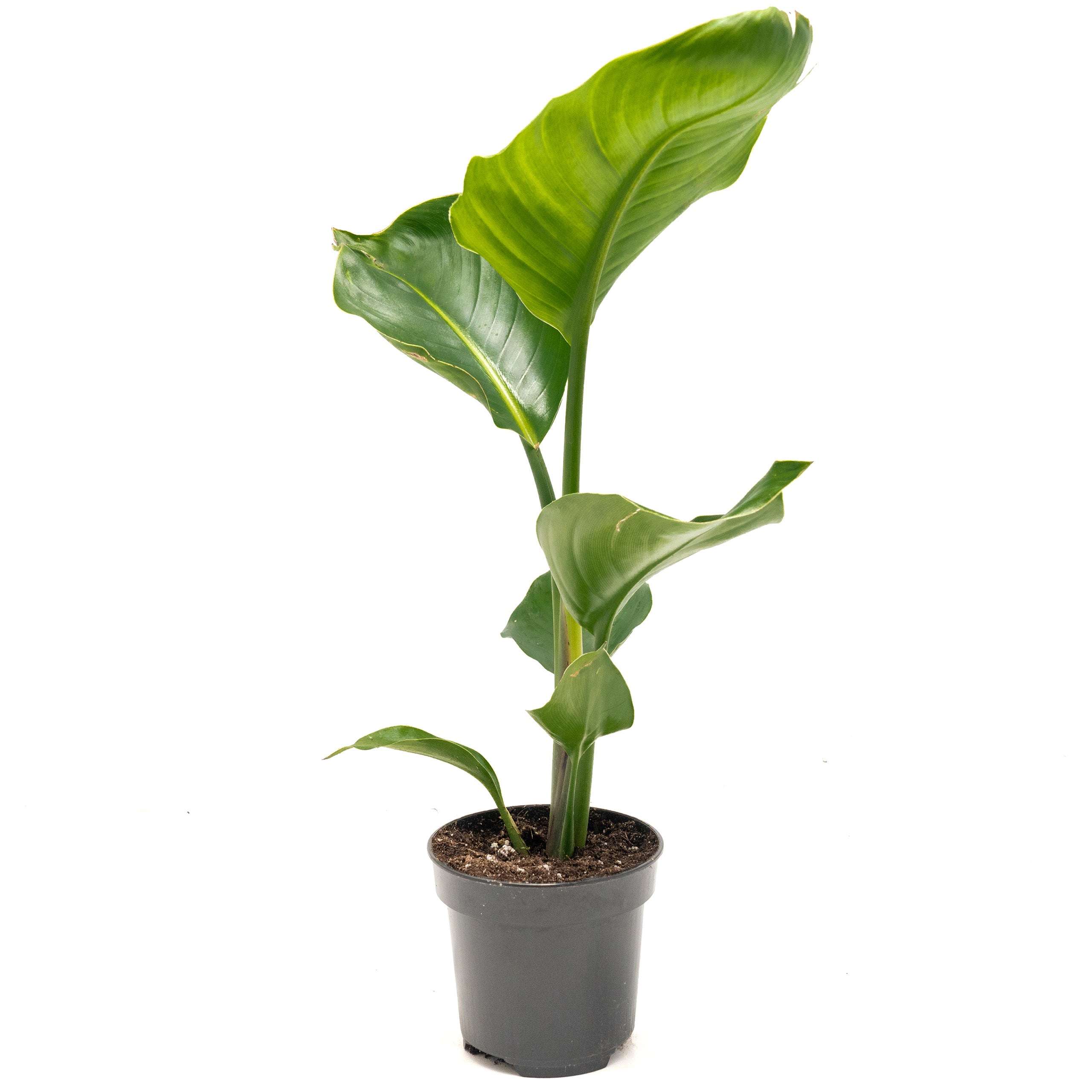Bird of Paradise