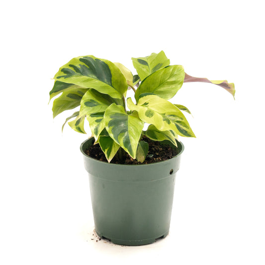 Calathea louisae 'Thai Beauty'