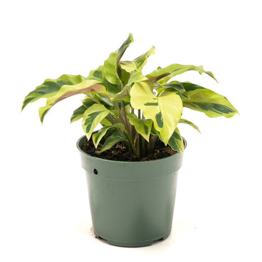 Calathea louisae 'Thai Beauty'